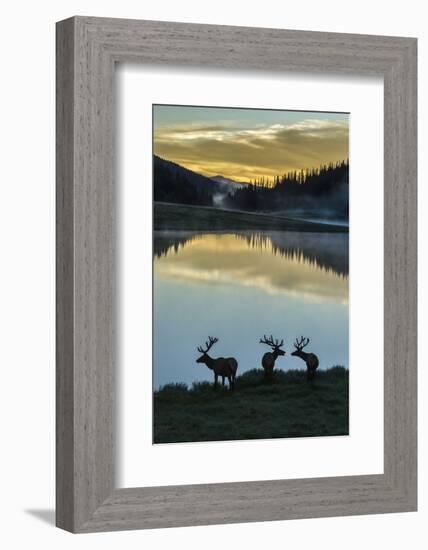 Colorado, Rocky Mountain National Park. Bull Elks Silhouetted Against Poudre Lake at Sunrise-Jaynes Gallery-Framed Photographic Print