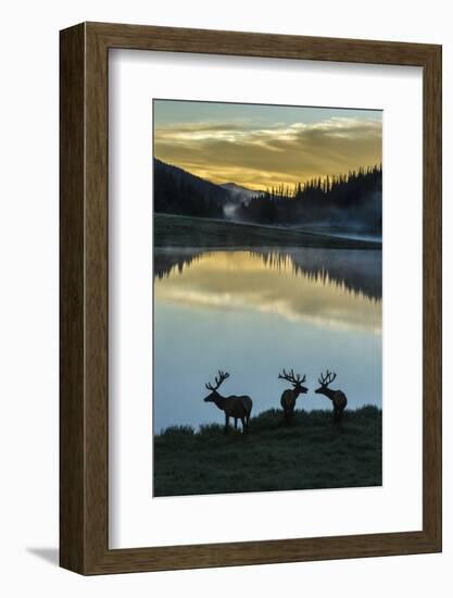 Colorado, Rocky Mountain National Park. Bull Elks Silhouetted Against Poudre Lake at Sunrise-Jaynes Gallery-Framed Photographic Print