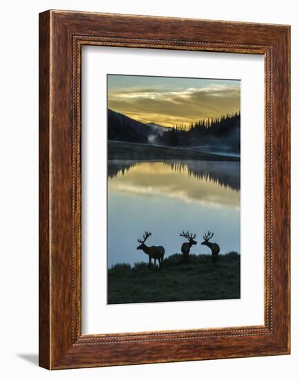 Colorado, Rocky Mountain National Park. Bull Elks Silhouetted Against Poudre Lake at Sunrise-Jaynes Gallery-Framed Photographic Print