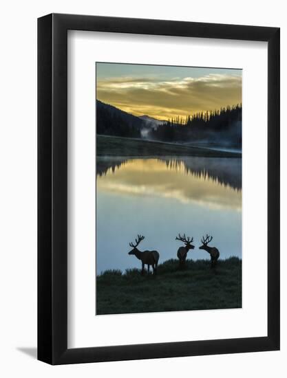 Colorado, Rocky Mountain National Park. Bull Elks Silhouetted Against Poudre Lake at Sunrise-Jaynes Gallery-Framed Photographic Print