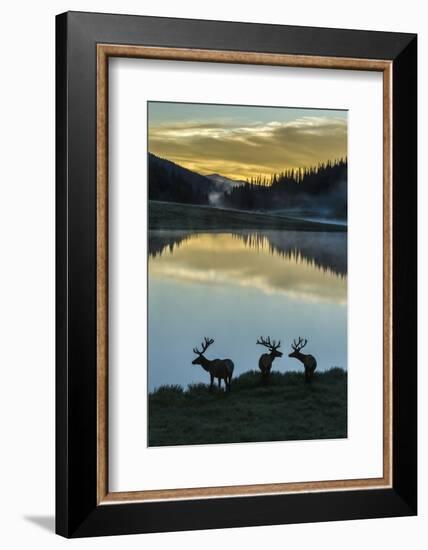 Colorado, Rocky Mountain National Park. Bull Elks Silhouetted Against Poudre Lake at Sunrise-Jaynes Gallery-Framed Photographic Print