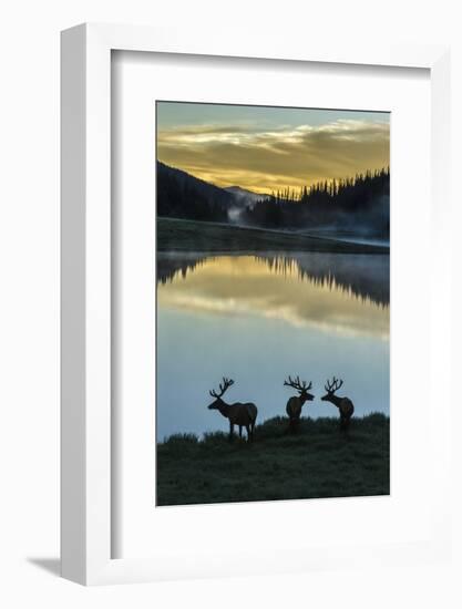 Colorado, Rocky Mountain National Park. Bull Elks Silhouetted Against Poudre Lake at Sunrise-Jaynes Gallery-Framed Photographic Print