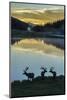 Colorado, Rocky Mountain National Park. Bull Elks Silhouetted Against Poudre Lake at Sunrise-Jaynes Gallery-Mounted Photographic Print