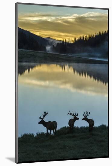 Colorado, Rocky Mountain National Park. Bull Elks Silhouetted Against Poudre Lake at Sunrise-Jaynes Gallery-Mounted Photographic Print