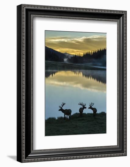 Colorado, Rocky Mountain National Park. Bull Elks Silhouetted Against Poudre Lake at Sunrise-Jaynes Gallery-Framed Photographic Print