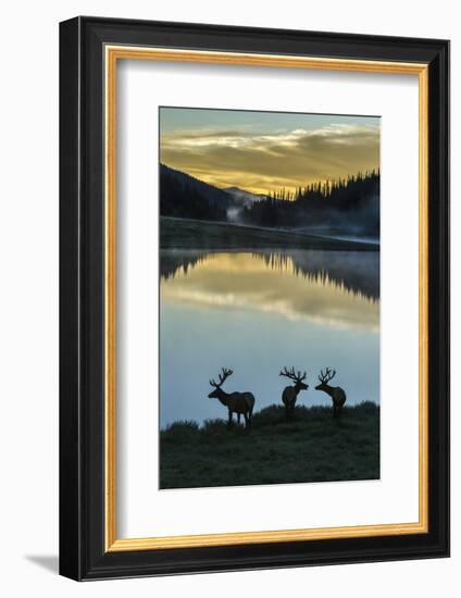 Colorado, Rocky Mountain National Park. Bull Elks Silhouetted Against Poudre Lake at Sunrise-Jaynes Gallery-Framed Photographic Print