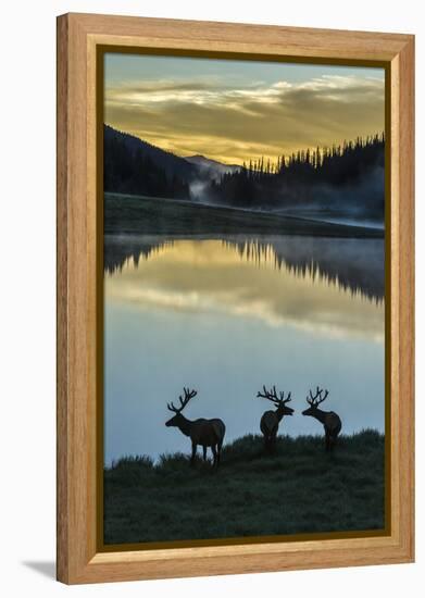 Colorado, Rocky Mountain National Park. Bull Elks Silhouetted Against Poudre Lake at Sunrise-Jaynes Gallery-Framed Premier Image Canvas