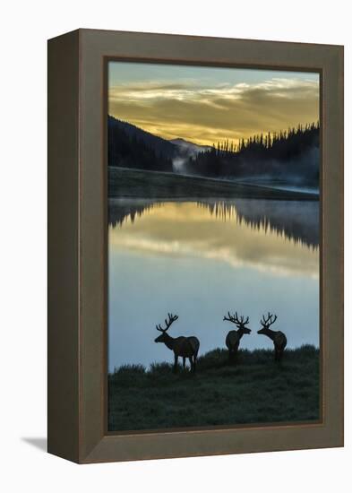 Colorado, Rocky Mountain National Park. Bull Elks Silhouetted Against Poudre Lake at Sunrise-Jaynes Gallery-Framed Premier Image Canvas