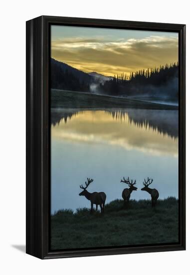 Colorado, Rocky Mountain National Park. Bull Elks Silhouetted Against Poudre Lake at Sunrise-Jaynes Gallery-Framed Premier Image Canvas