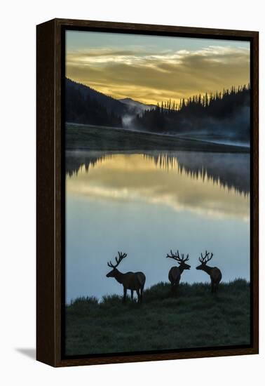 Colorado, Rocky Mountain National Park. Bull Elks Silhouetted Against Poudre Lake at Sunrise-Jaynes Gallery-Framed Premier Image Canvas