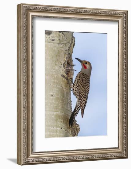 Colorado, Rocky Mountain NP. Red-Shafted Flicker Outside Tree Nest-Cathy & Gordon Illg-Framed Photographic Print