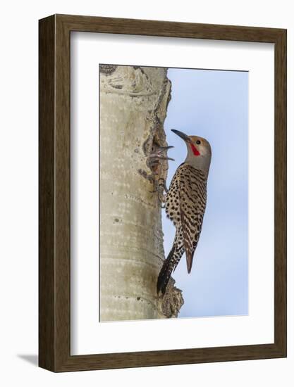 Colorado, Rocky Mountain NP. Red-Shafted Flicker Outside Tree Nest-Cathy & Gordon Illg-Framed Photographic Print