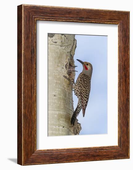 Colorado, Rocky Mountain NP. Red-Shafted Flicker Outside Tree Nest-Cathy & Gordon Illg-Framed Photographic Print