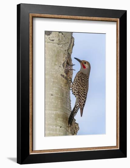 Colorado, Rocky Mountain NP. Red-Shafted Flicker Outside Tree Nest-Cathy & Gordon Illg-Framed Photographic Print