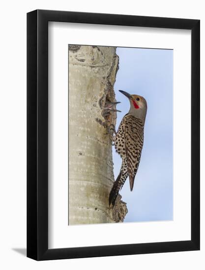 Colorado, Rocky Mountain NP. Red-Shafted Flicker Outside Tree Nest-Cathy & Gordon Illg-Framed Photographic Print