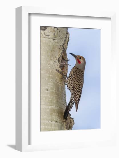 Colorado, Rocky Mountain NP. Red-Shafted Flicker Outside Tree Nest-Cathy & Gordon Illg-Framed Photographic Print