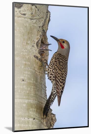 Colorado, Rocky Mountain NP. Red-Shafted Flicker Outside Tree Nest-Cathy & Gordon Illg-Mounted Photographic Print