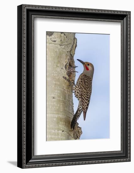 Colorado, Rocky Mountain NP. Red-Shafted Flicker Outside Tree Nest-Cathy & Gordon Illg-Framed Photographic Print