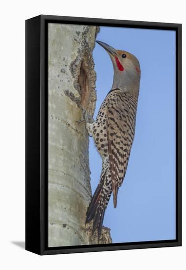 Colorado, Rocky Mountain NP. Red-Shafted Flicker Outside Tree Nest-Cathy & Gordon Illg-Framed Premier Image Canvas