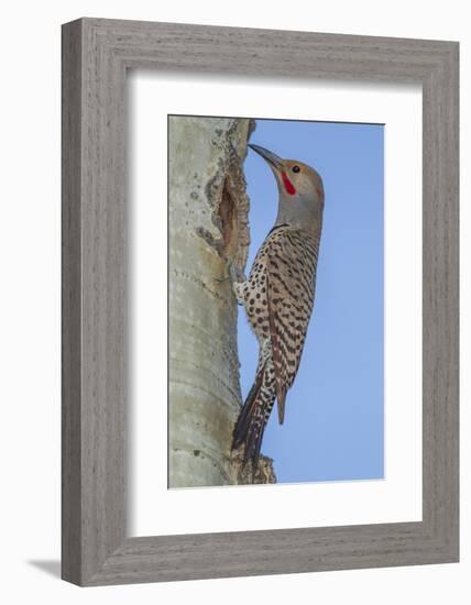 Colorado, Rocky Mountain NP. Red-Shafted Flicker Outside Tree Nest-Cathy & Gordon Illg-Framed Photographic Print