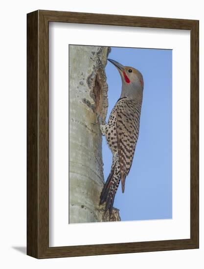 Colorado, Rocky Mountain NP. Red-Shafted Flicker Outside Tree Nest-Cathy & Gordon Illg-Framed Photographic Print