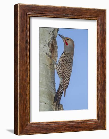 Colorado, Rocky Mountain NP. Red-Shafted Flicker Outside Tree Nest-Cathy & Gordon Illg-Framed Photographic Print