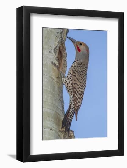 Colorado, Rocky Mountain NP. Red-Shafted Flicker Outside Tree Nest-Cathy & Gordon Illg-Framed Photographic Print