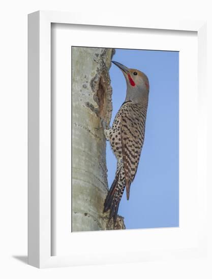 Colorado, Rocky Mountain NP. Red-Shafted Flicker Outside Tree Nest-Cathy & Gordon Illg-Framed Photographic Print