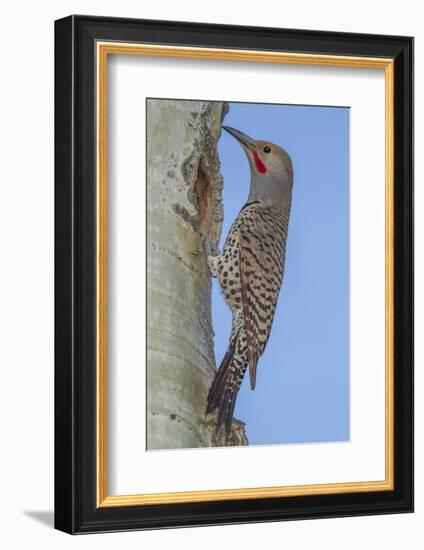 Colorado, Rocky Mountain NP. Red-Shafted Flicker Outside Tree Nest-Cathy & Gordon Illg-Framed Photographic Print