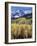 Colorado, Rocky Mts, Aspen Trees Below a Mountain Peak in Fall-Christopher Talbot Frank-Framed Photographic Print