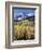 Colorado, Rocky Mts, Aspen Trees Below a Mountain Peak in Fall-Christopher Talbot Frank-Framed Photographic Print