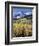 Colorado, Rocky Mts, Aspen Trees Below a Mountain Peak in Fall-Christopher Talbot Frank-Framed Photographic Print