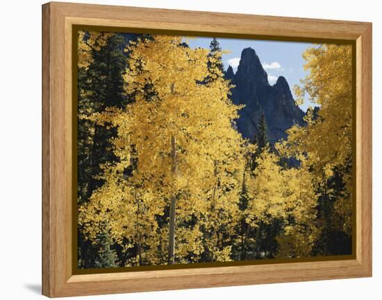 Colorado, Rocky Mts, Uncompahgre Nf. Fall Colors of Aspen Trees-Christopher Talbot Frank-Framed Premier Image Canvas