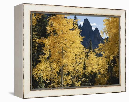 Colorado, Rocky Mts, Uncompahgre Nf. Fall Colors of Aspen Trees-Christopher Talbot Frank-Framed Premier Image Canvas