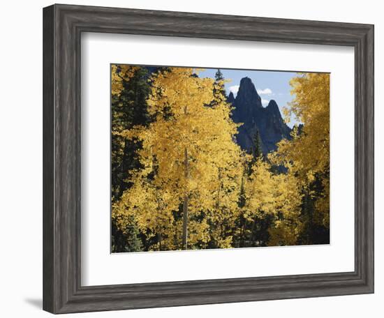 Colorado, Rocky Mts, Uncompahgre Nf. Fall Colors of Aspen Trees-Christopher Talbot Frank-Framed Photographic Print