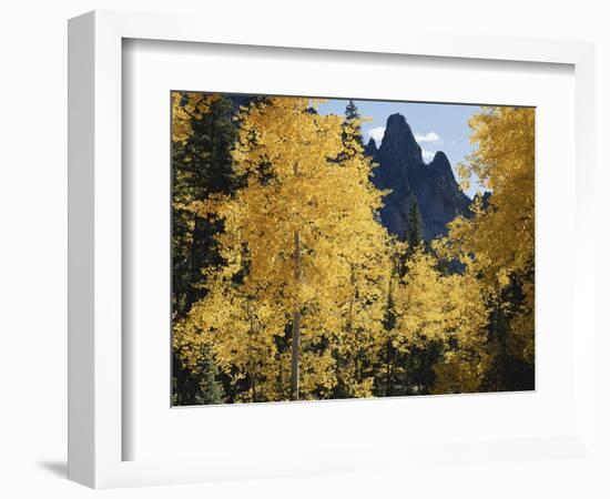 Colorado, Rocky Mts, Uncompahgre Nf. Fall Colors of Aspen Trees-Christopher Talbot Frank-Framed Photographic Print