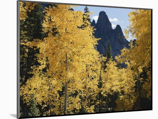 Colorado, Rocky Mts, Uncompahgre Nf. Fall Colors of Aspen Trees-Christopher Talbot Frank-Mounted Photographic Print