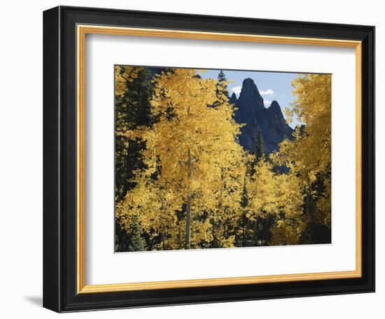 Colorado, Rocky Mts, Uncompahgre Nf. Fall Colors of Aspen Trees-Christopher Talbot Frank-Framed Photographic Print