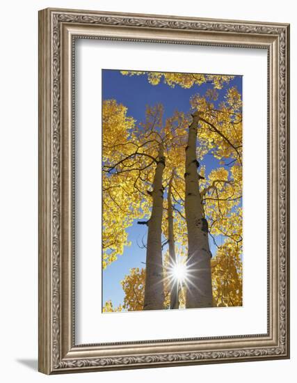 Colorado, San Juan Mountains. Aspen Trees in Autumn Color-Jaynes Gallery-Framed Photographic Print