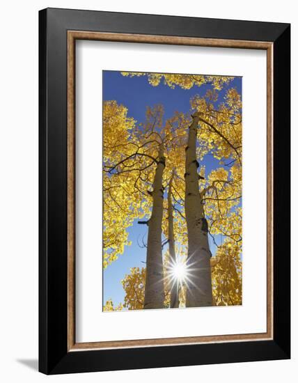 Colorado, San Juan Mountains. Aspen Trees in Autumn Color-Jaynes Gallery-Framed Photographic Print