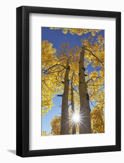 Colorado, San Juan Mountains. Aspen Trees in Autumn Color-Jaynes Gallery-Framed Photographic Print