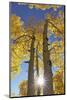 Colorado, San Juan Mountains. Aspen Trees in Autumn Color-Jaynes Gallery-Mounted Photographic Print
