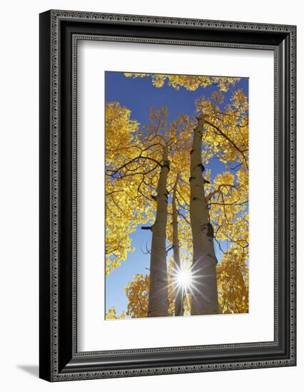 Colorado, San Juan Mountains. Aspen Trees in Autumn Color-Jaynes Gallery-Framed Photographic Print