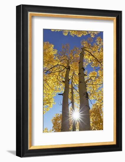 Colorado, San Juan Mountains. Aspen Trees in Autumn Color-Jaynes Gallery-Framed Photographic Print