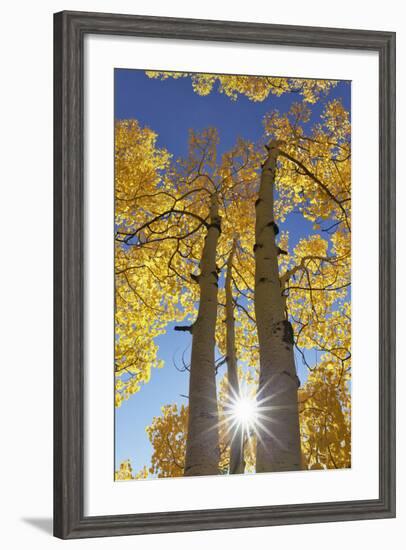 Colorado, San Juan Mountains. Aspen Trees in Autumn Color-Jaynes Gallery-Framed Photographic Print