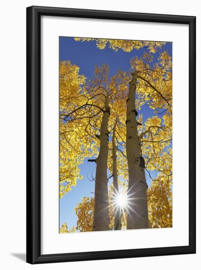 Colorado, San Juan Mountains. Aspen Trees in Autumn Color-Jaynes Gallery-Framed Photographic Print