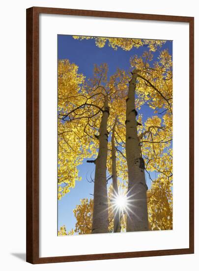 Colorado, San Juan Mountains. Aspen Trees in Autumn Color-Jaynes Gallery-Framed Photographic Print