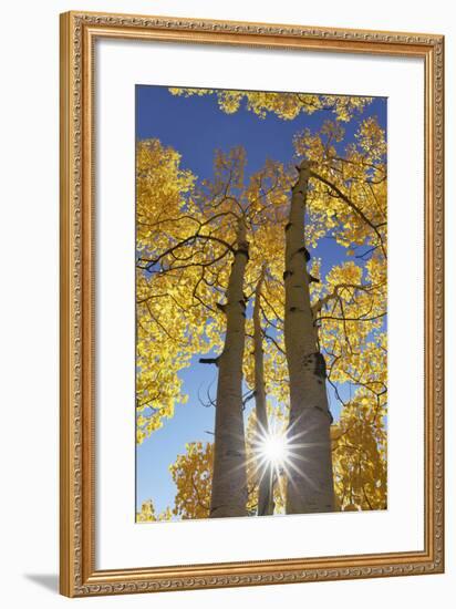 Colorado, San Juan Mountains. Aspen Trees in Autumn Color-Jaynes Gallery-Framed Photographic Print