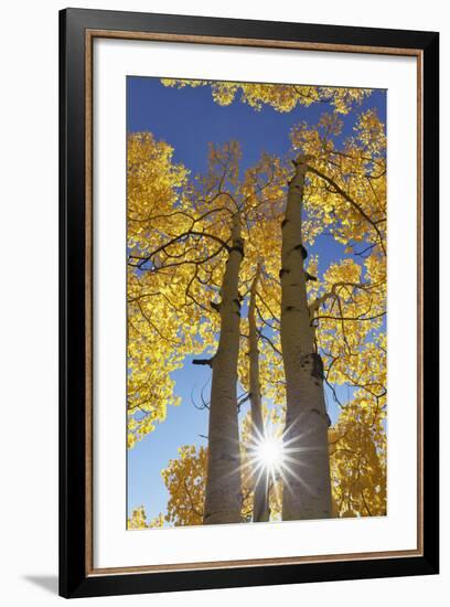 Colorado, San Juan Mountains. Aspen Trees in Autumn Color-Jaynes Gallery-Framed Photographic Print