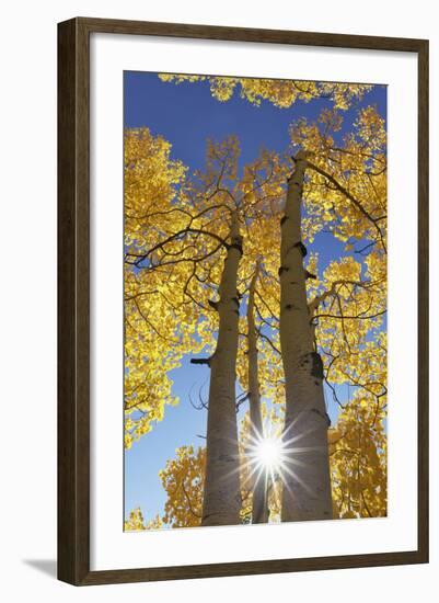 Colorado, San Juan Mountains. Aspen Trees in Autumn Color-Jaynes Gallery-Framed Photographic Print